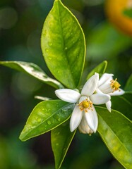 Delicate Orange Blossoms - A Close-Up of Natures Beauty.
