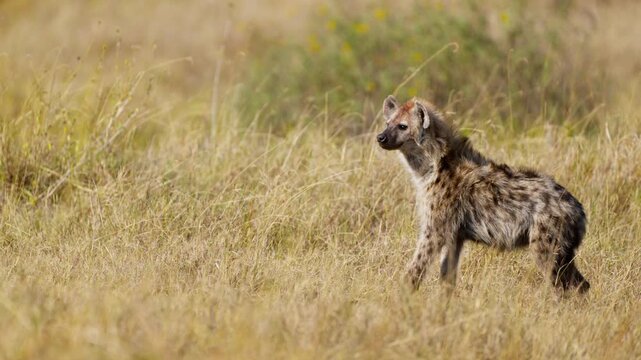 A cute hyena cub walking in high grass in African savannah