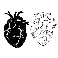 Anatomical Human Heart Sketch in Black and White Outline