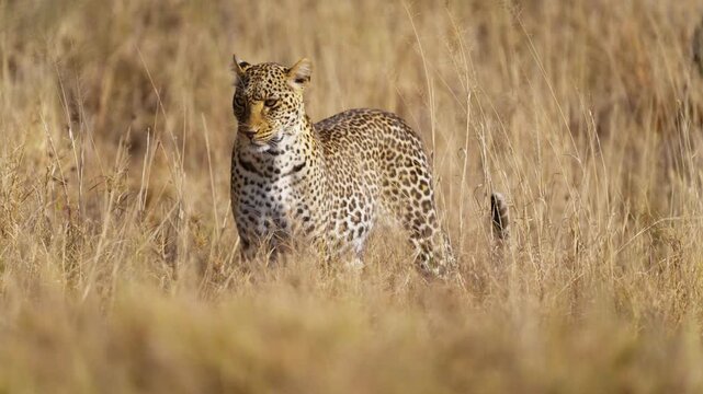 A beautiful leopard walking in high grass in African savannah