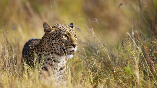 A beautiful leopard walking in high grass in African savannah