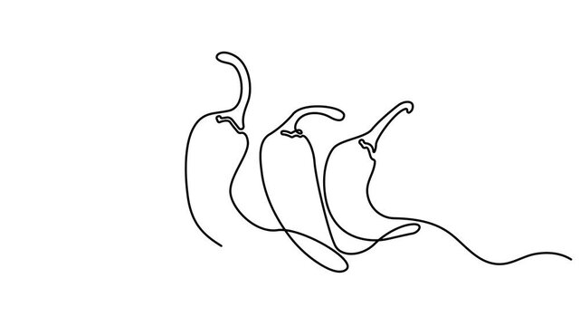 Animation of one line drawing of chili pepper. Hot spice chili. Continuous one single line drawing of hot chili vector design illustration. footage of paprika, 4K,  Full length 4k animation video