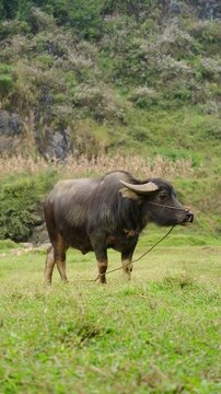 a domestic water buffalo,  known as an Asian water buffalo or carabao is standing in a grassy field 