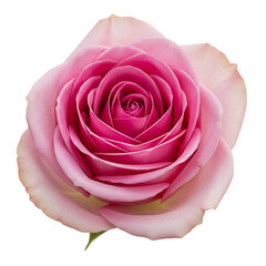 pink rose isolated