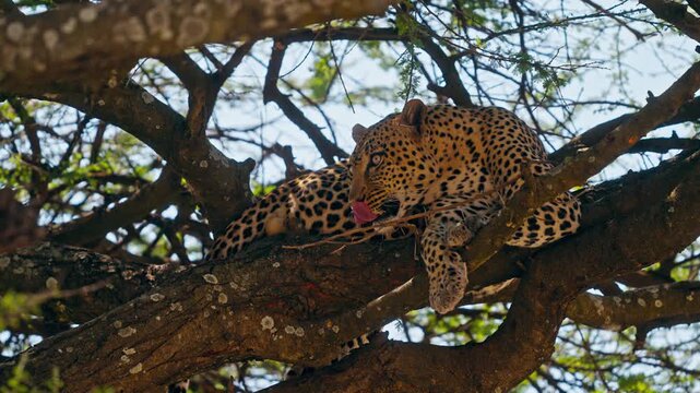 A beautiful leopard resting on a tree in African wilderness