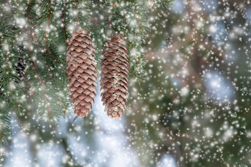 Pinecones Hang from an Evergreen Tree during a Snowfall