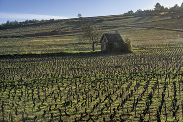 Small house in Burgundy vineyards in winter light