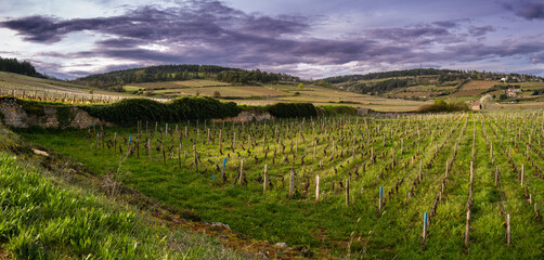 Burgundy vineyard landscape with stone walls and rolling hills