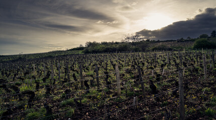 Old Burgundy vines under dramatic winter light