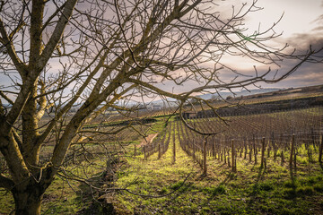 Fruit tree in vineyards of Beaune, winter light