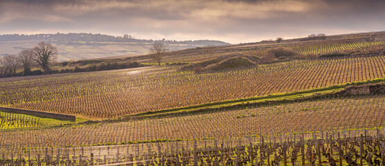 Winter vineyard landscape in C&ocirc;te de Beaune, Burgundy