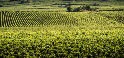 Graphic vineyard landscape in summer, Beaune, Burgundy