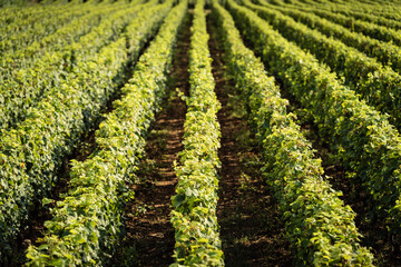 Green vineyard rows pattern in summer light