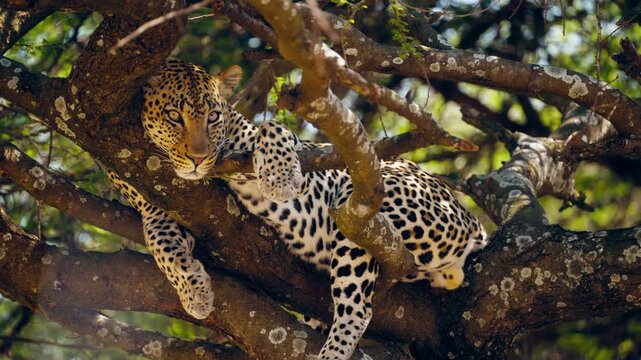 A beautiful leopard resting on a tree in African wilderness