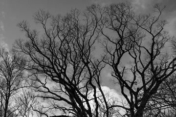 冬空に広がる落葉樹の枝のシルエット