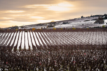 Snowy winter vineyards in Beaune, Burgundy
