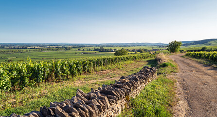 Summer vineyard landscape in Pommard, Burgundy
