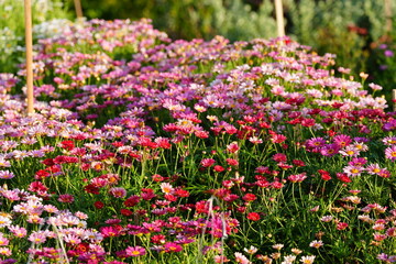 Fototapeta premium A vibrant field of colorful daisy-like flowers, featuring shades of pink, red, and purple, blooming profusely in a natural outdoor setting under bright daylight.