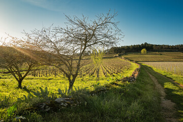 Spring vineyards and stone wall in Beaune
