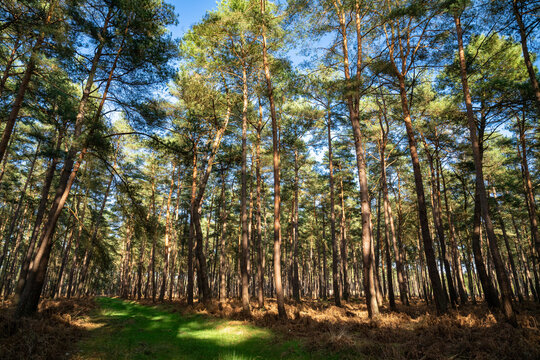 Chemin en for&ecirc;t domaniale au printemps . Pins sylvestre