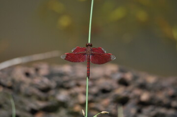 Neurothemis fulvia dragonfly