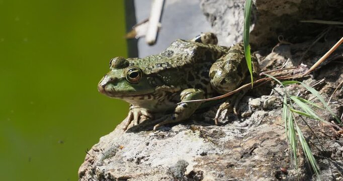 Pelophylax ridibundus | Marsh frog - Water frog - Lake frog - Laughing frog.  A species of large frog native from Europe with textured skin of olive, green or brown color