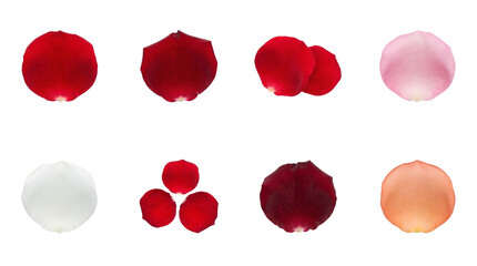 Fototapeta premium Rose Petal Floral Nature Collection Set Red White Pink Orange Dark Red Petals Isolated Realistic Photography