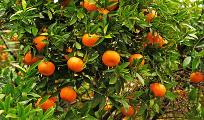 Orange mandarin fruits and green leaves on mandarin tree - Citrus reticulata - branch. Close-up of mandarin hanging from a tree in a mandarin grove.