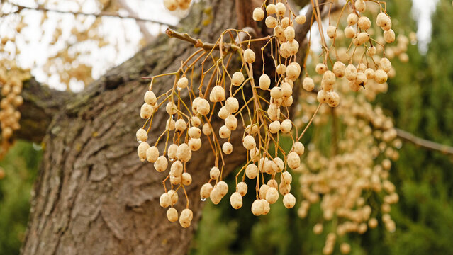 Fruits and seeds of Melia azedarach - Chinaberry tree. Branch with clusters of ripe golden-yellow berries.