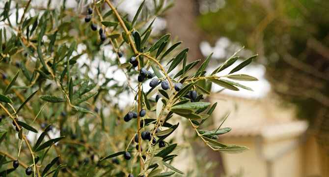 Close-up of olive tree - Olea europaea - branch with unripe black drupes. Silvery leaves, against blurred green foliage and rustic background.