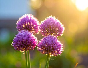 Chive Blossoms in the Evening Sun - A Floral Delight.