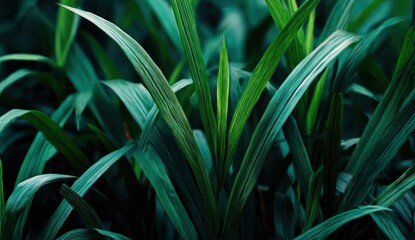 Dark green leaves of a tropical plant.