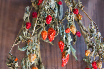 壁に吊るされた綺麗なドライフラワーリース