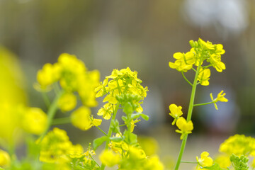 春の柔らかな光に包まれて咲く黄色い菜の花の風景