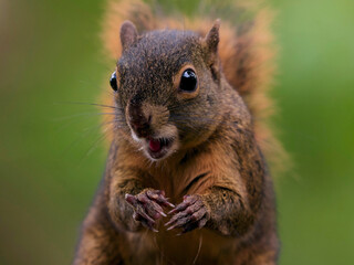 Obraz premium Red-tailed Squirrel eating with a curious expression