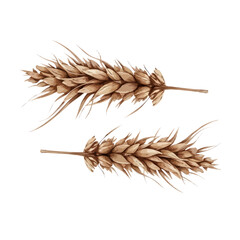 Two stalks of wheat isolated on white background, Vector, illustration