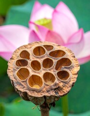 Lotus Seed Head with Pink Flower in Background.