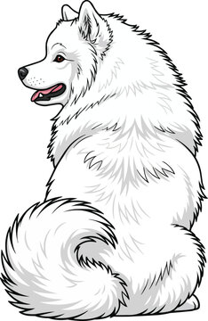Samoyed dog sitting relaxed rear view looking away