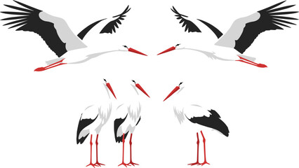 Obraz premium Flat vector collection of white stork birds in different poses including flying and standing.