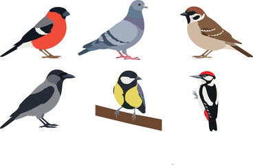 Obraz premium Collection of various common and wild birds isolated on white background.