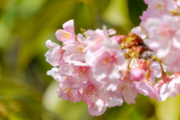 Obraz premium 満開に咲く河津桜のピンク色の花と柔らかな春の光
