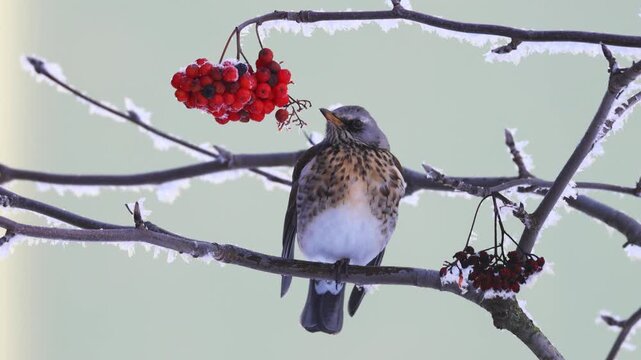 A fieldfare perched on a frost-covered rowan branch with red berries, standing on one leg on a cold winter day against a soft light green background.