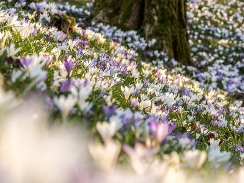 A field of white and purple crocus flowers blooms around the base of a tree. Cassacco,Udine,Friuli Venezia Giulia,Italy