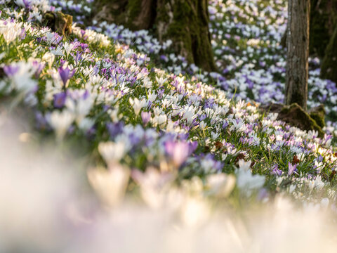 A field of white and purple crocus flowers blooms near trees. Cassacco,Udine,Friuli Venezia Giulia,Italy