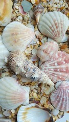 Top view macro shot of various sea shells and crushed shells on a beach.