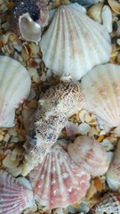 Top view macro shot of various sea shells and crushed shells on a beach.