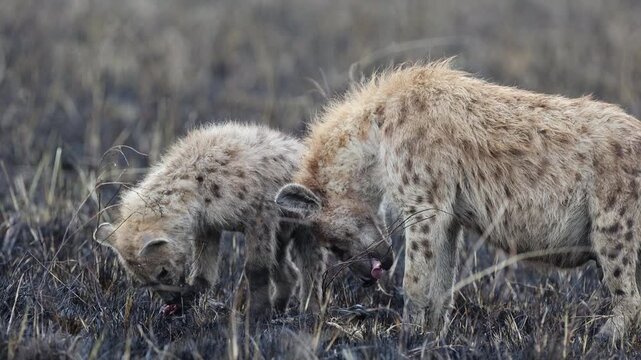 4K slow motion wildlife footage of hyenas eating together in open grassland of masai mara. Slowed action reveals intense feeding behavior, social interaction, and raw survival instincts in the wild.
