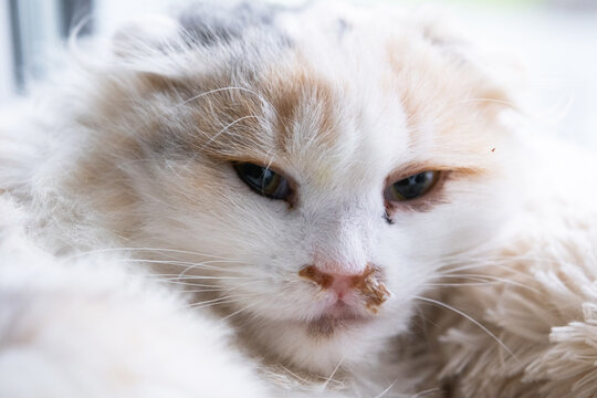 Purulent snot from the nose of a white cat, veterinary treatment of allergies, runny nose, infectious and viral inflammation