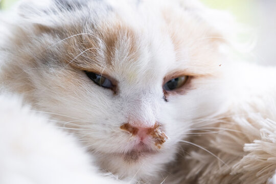 Purulent snot from the nose of a white cat, veterinary treatment of allergies, runny nose, infectious and viral inflammation