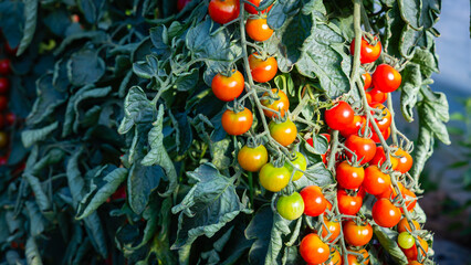 Tomato Plants Growing in Garden With Ripe and Unripe Tomatoes on Vine During Daytime in Summer